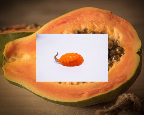 Duschseife Tropische Papaya