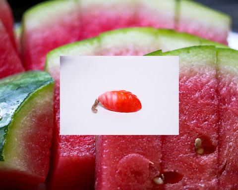 Duschseife Zuckersüße Wassermelone